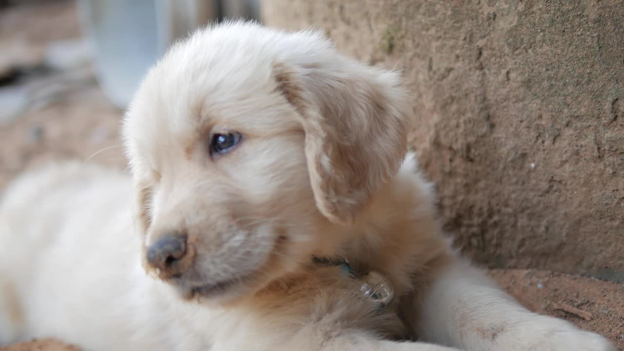 一只躺在沙滩上打哈欠的金毛猎犬视频下载