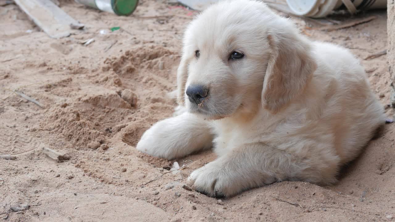 一只金毛猎犬躺在沙滩上打了个大哈欠，准备睡觉视频下载