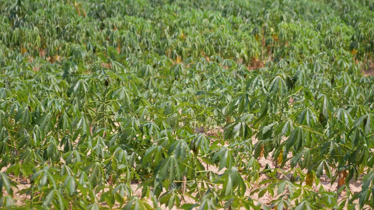 木薯树在种植园上随风飘扬。农业产业化种植木薯。视频下载