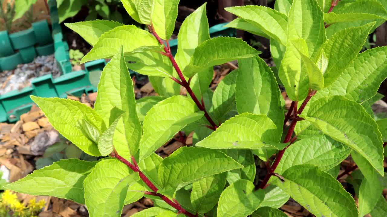 4k视频，年轻的花丛，绣球花花丛没有花在早晨的阳光下，特写视频下载