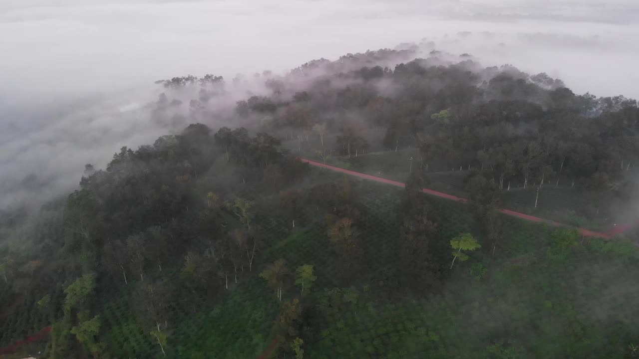 一个美丽的早晨，在下林洞的Phuc Tho Lam茶山，薄雾笼罩着茶山视频素材