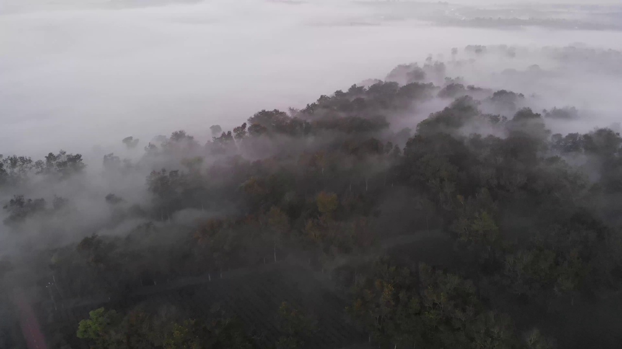 一个美丽的早晨，在下林洞的Phuc Tho Lam茶山，薄雾笼罩着茶山视频素材