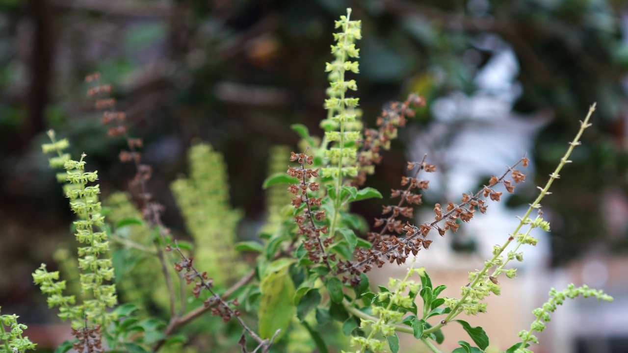 花园里的茜草视频素材