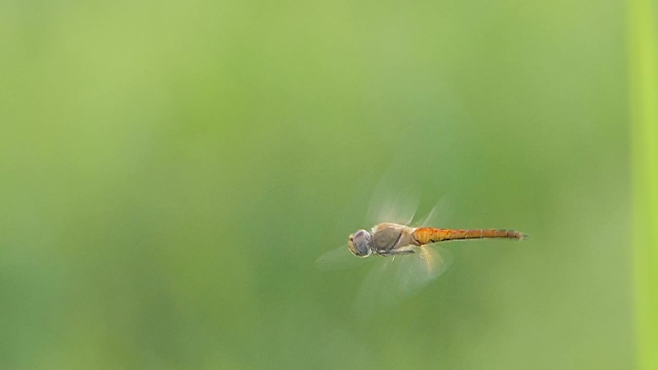 蜻蜓在湿地中飞翔。慢动作视频素材