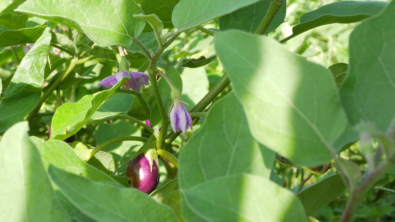 茄子(Solanum melongena)又称茄子、龙葵、龙葵、茄子，是茄科的一种植物。视频下载