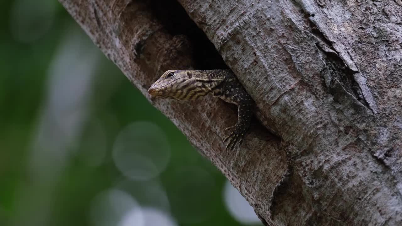 在泰国噶叻山国家公园里，一只昏昏欲睡的云虎Varanus nebulosus正从树上的巢里环顾四周，在视频的最后打瞌睡。视频素材