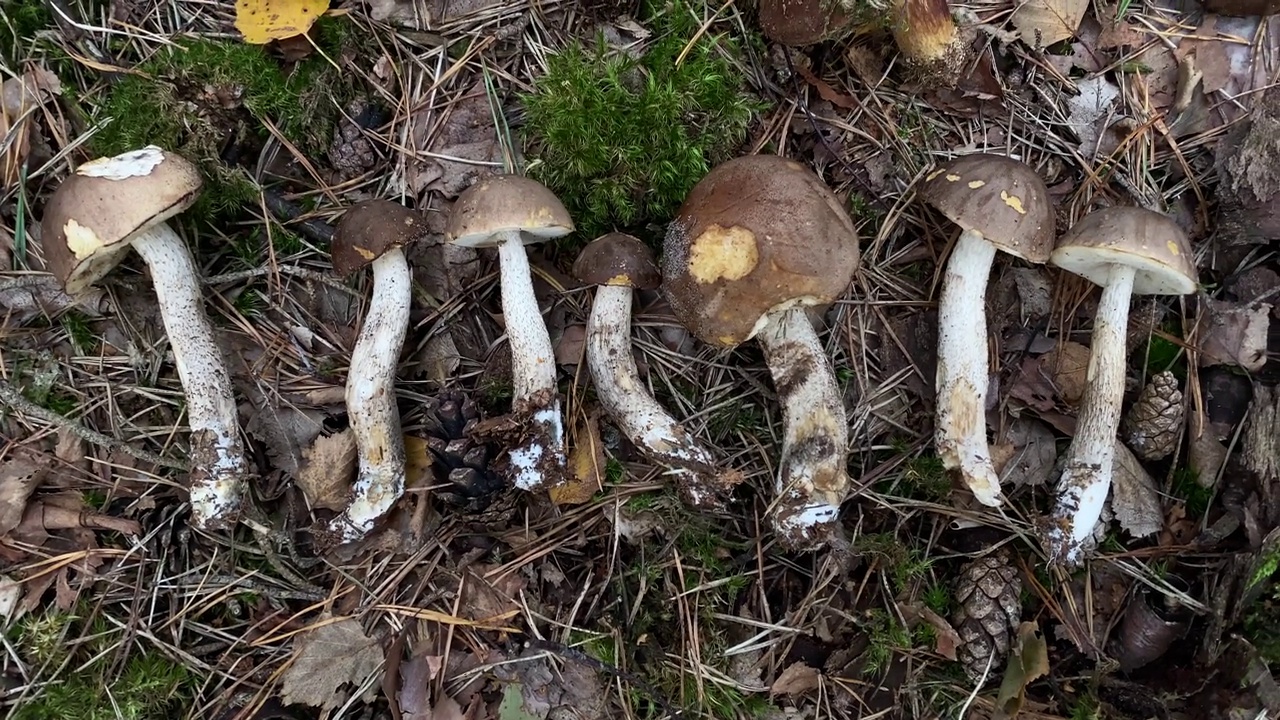 草地上有许多野生的森林蘑菇视频下载