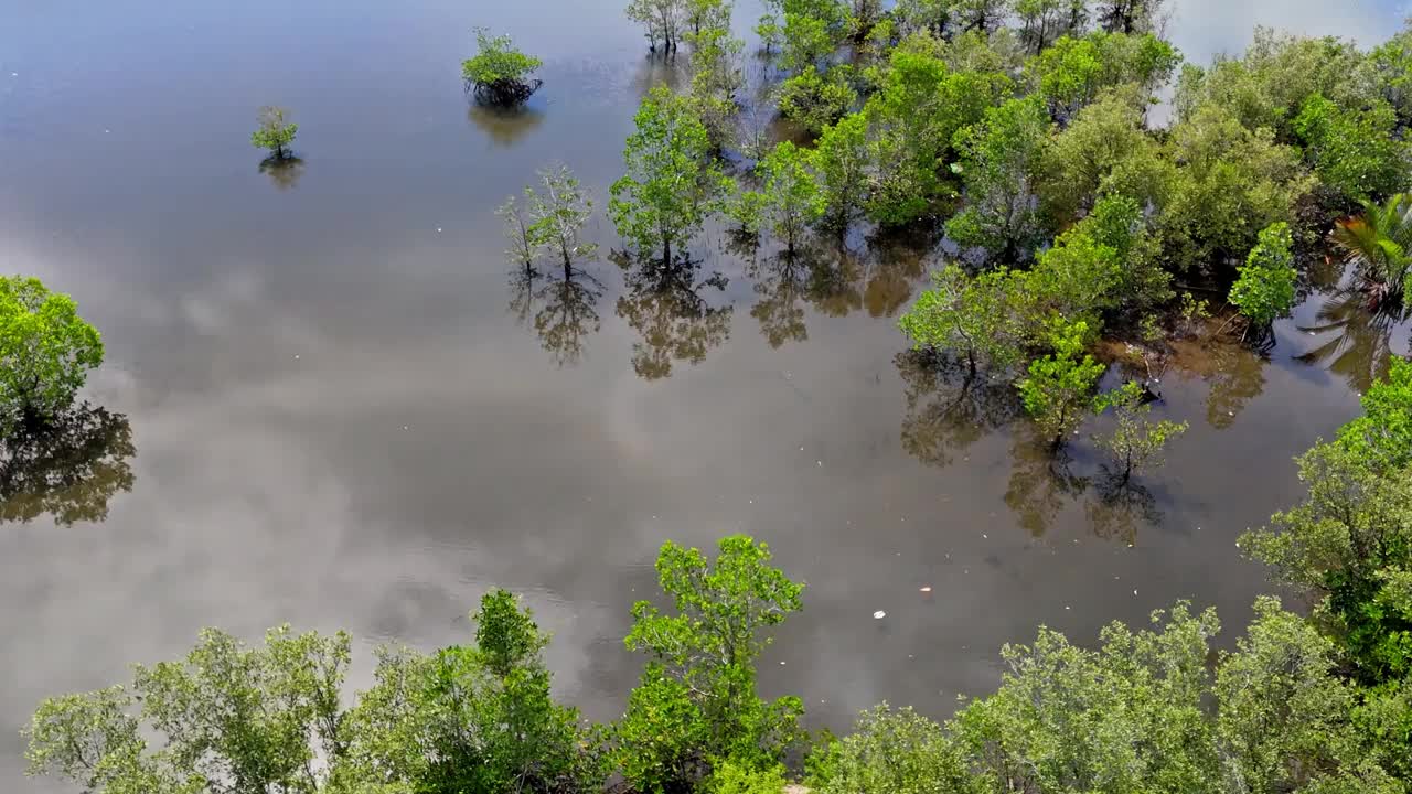 鸟瞰图的沼泽地与大量水生植物红树林维持在涝渍地区视频素材