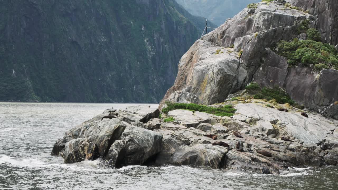 POV，在一块大岩石上晒太阳的海狮慢慢靠近视频素材