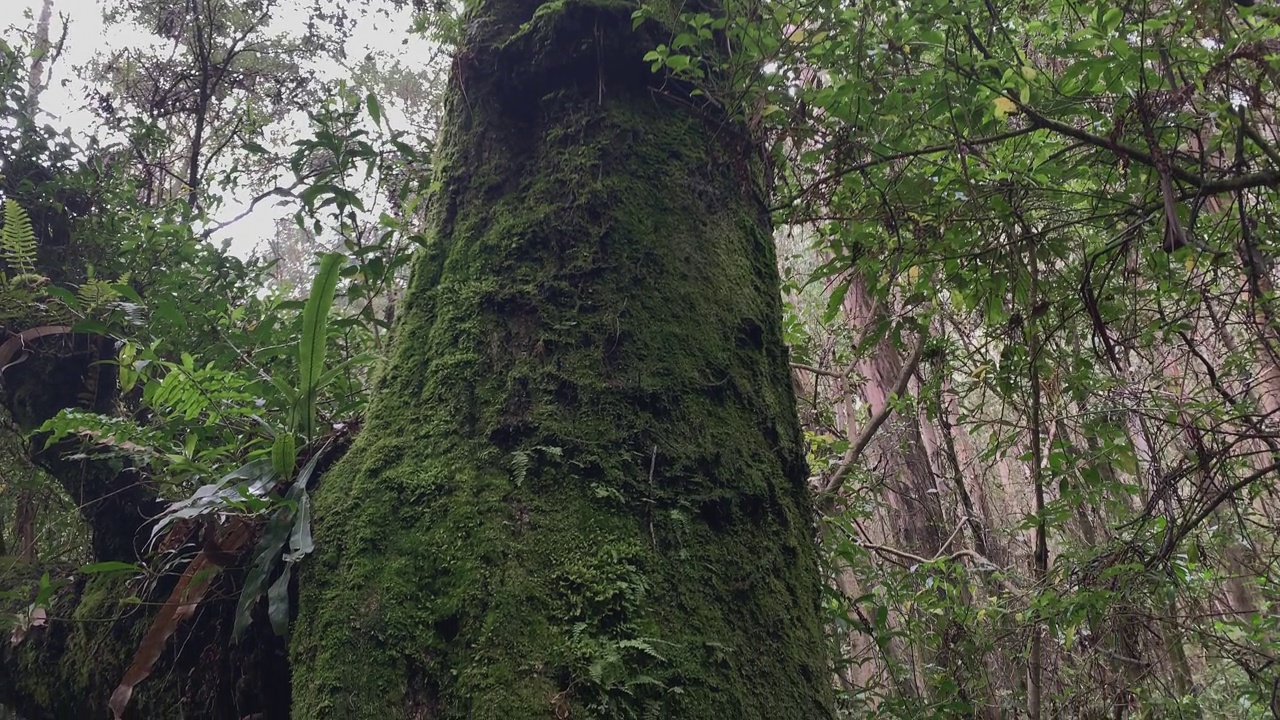 苔藓覆盖的树木探索。视频下载