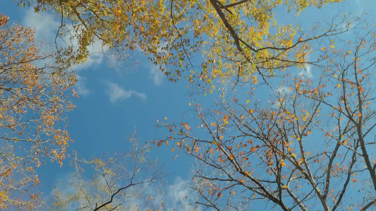 在美丽的高峰秋天的路上开车秋天树叶鲜艳的颜色树木离开阿肯色州的风景乡村视频素材