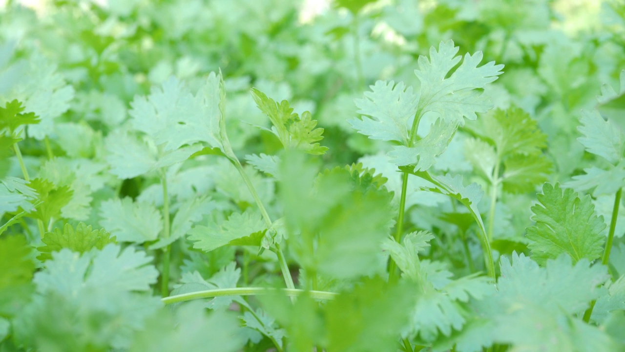 后院的绿香菜。视频下载