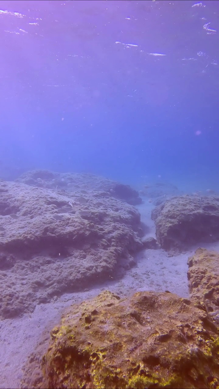 一群大理石纹刺足鱼(Siganus rivulatus)游过岩石海床视频素材