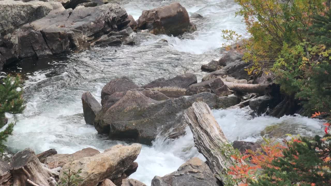 新鲜的干净的小溪在森林里的河流视频素材