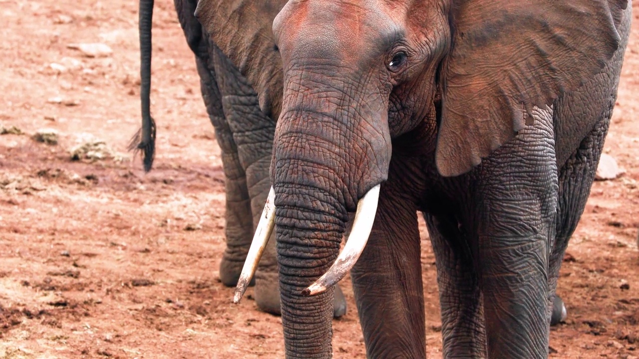 一群非洲象(Loxodonta africana)在东非肯尼亚的阿伯代尔国家公园视频素材