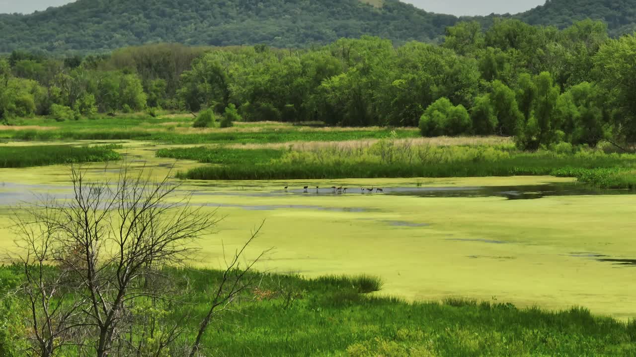 在一个阳光明媚的夏日，鸟瞰翠藻覆盖的Trempealeau国家野生动物保护区湿地。视频素材