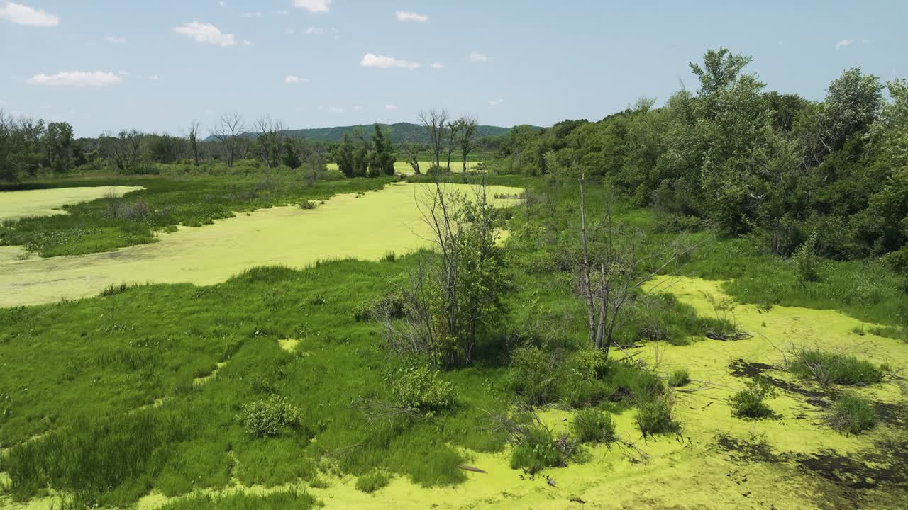 Trempealeau国家野生动物保护区被绿藻覆盖的湿地。——空中视频素材