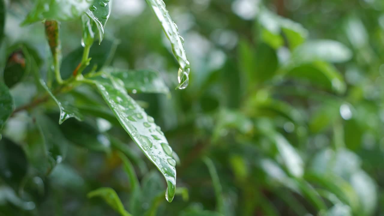 水滴固定在绿叶上。视频素材