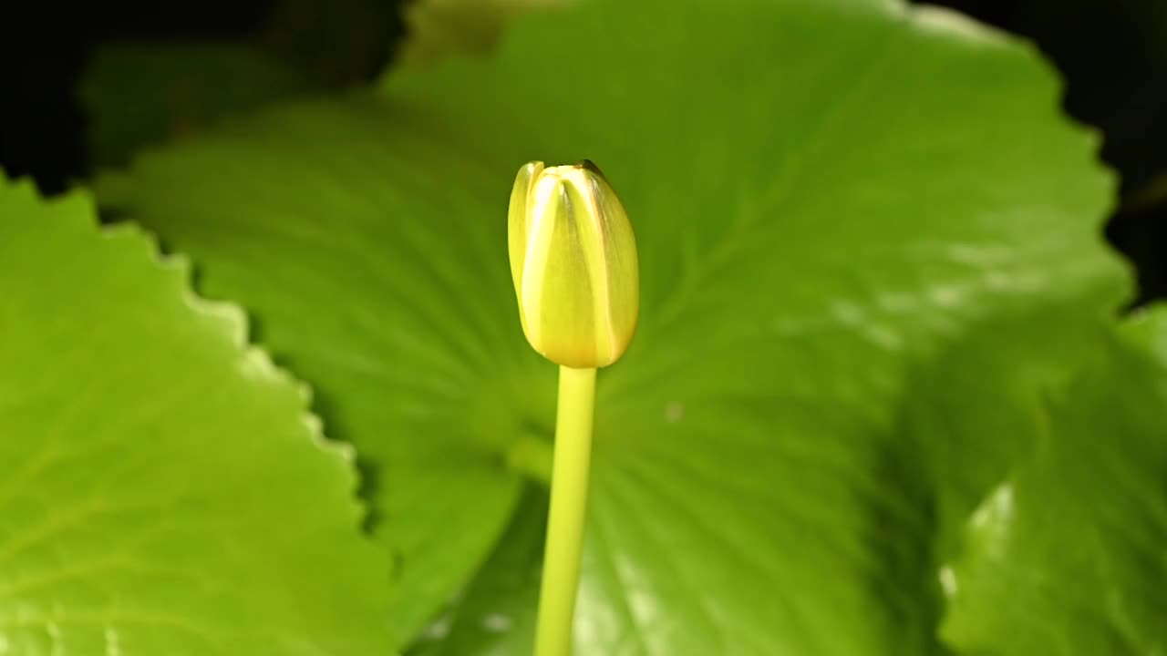 美丽的黄色睡莲盛开在池塘的绿叶背景。视频素材