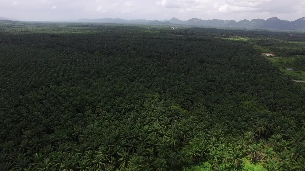 这是一架无人机拍摄的鸟瞰图，拍摄的是泰国甲米(Krabi)一个广阔而富饶的棕榈种植园，背景是褪色的山脉。视频下载