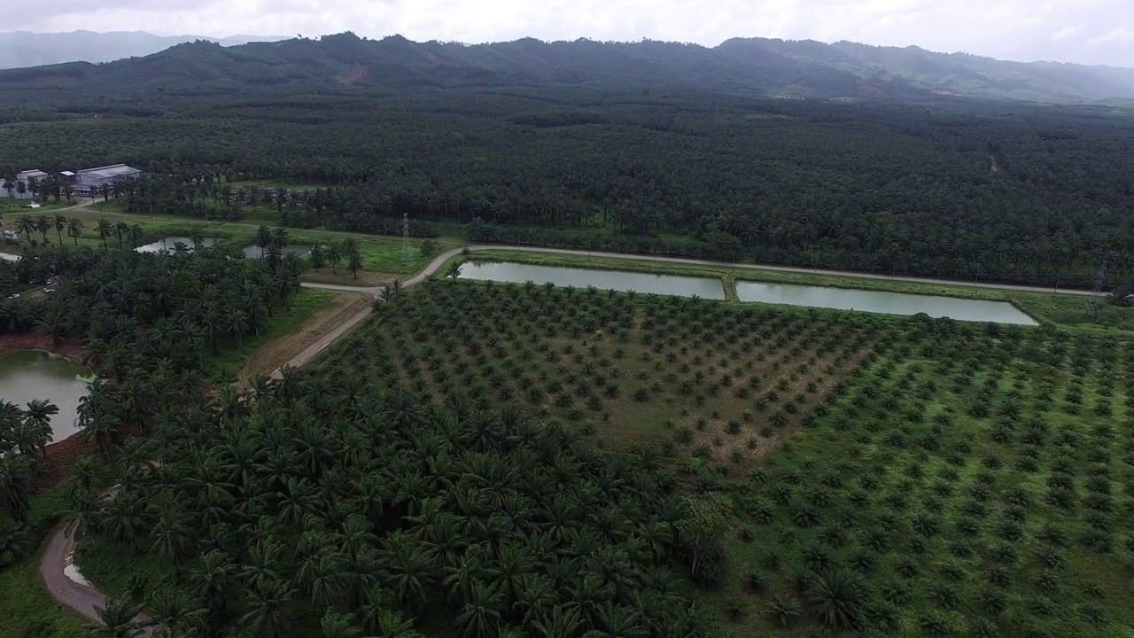 这是一架无人机拍摄的鸟瞰图，拍摄的是泰国甲米(Krabi)一个广阔而富饶的棕榈种植园，背景是褪色的山脉。视频素材