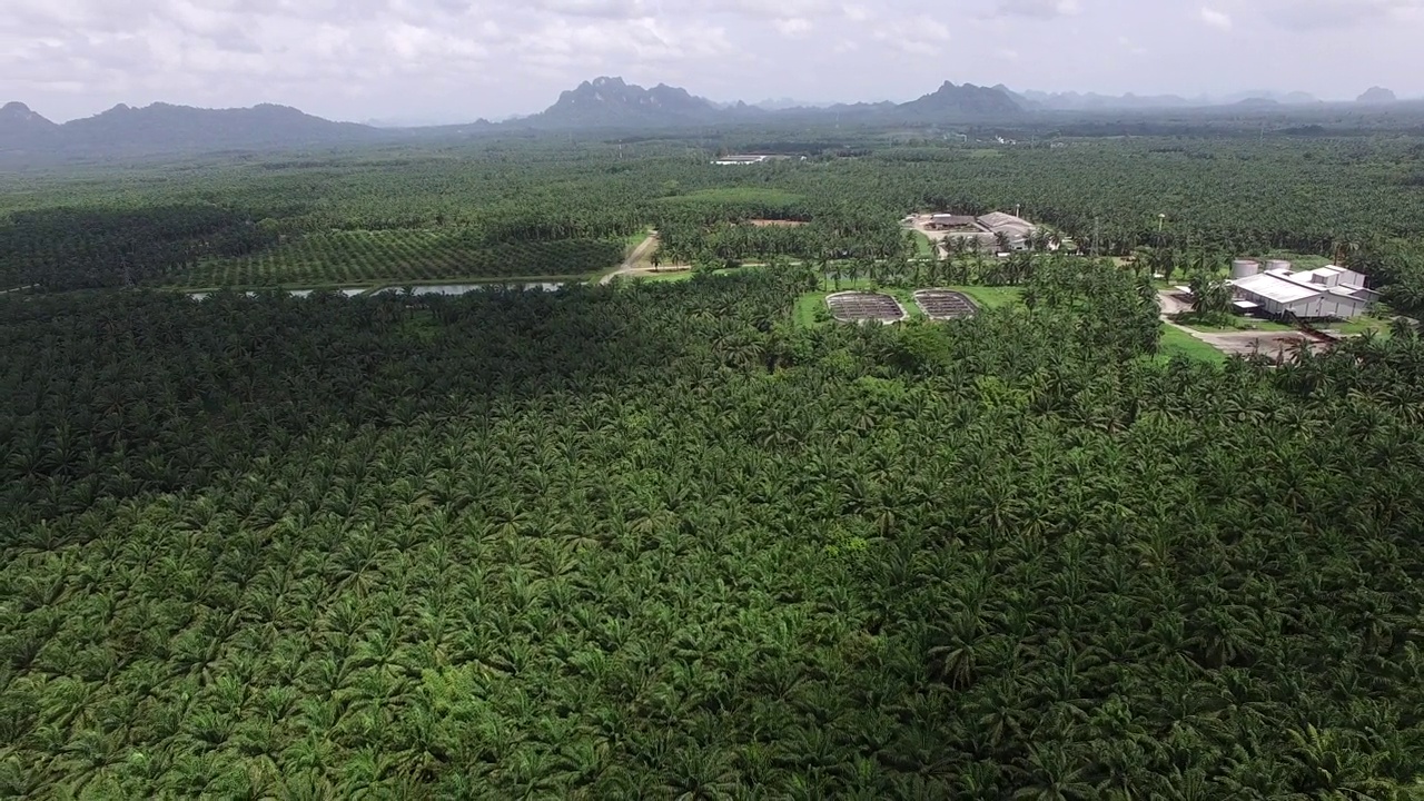 这是一架无人机拍摄的鸟瞰图，拍摄的是泰国甲米(Krabi)一个广阔而富饶的棕榈种植园，背景是褪色的山脉。视频素材