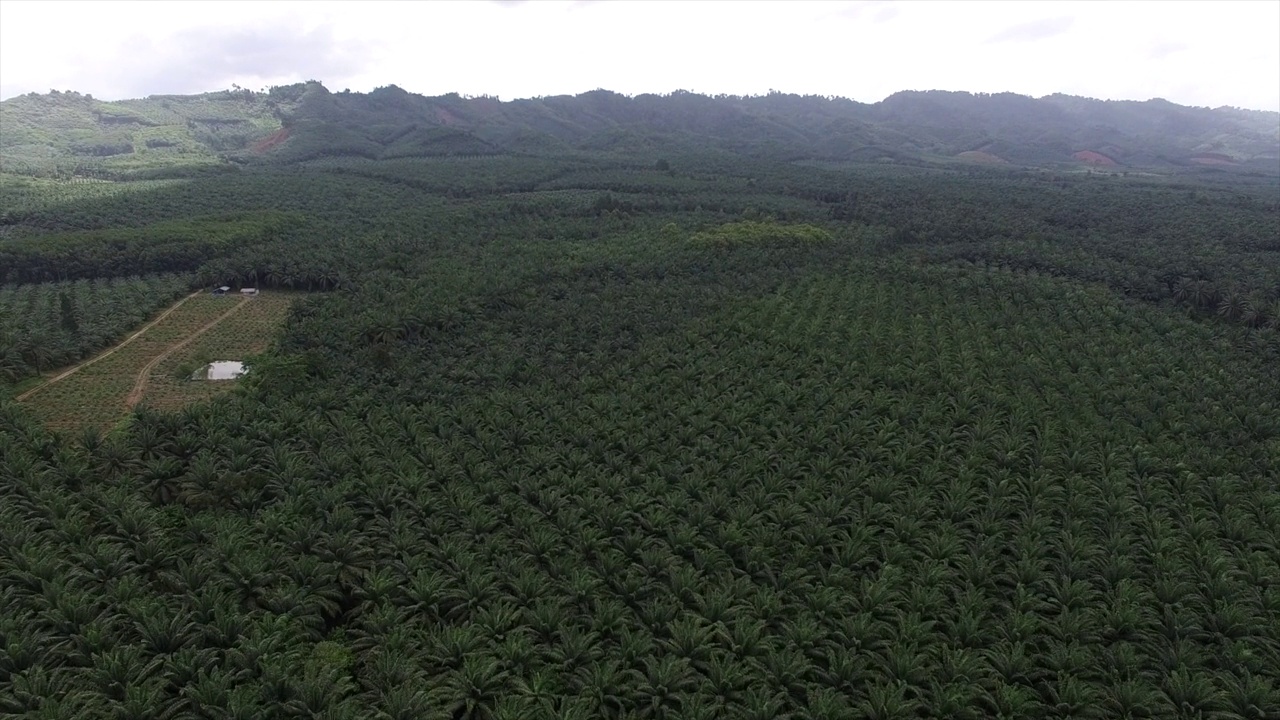 这是一架无人机拍摄的鸟瞰图，拍摄的是泰国甲米(Krabi)一个广阔而富饶的棕榈种植园，背景是褪色的山脉。视频下载