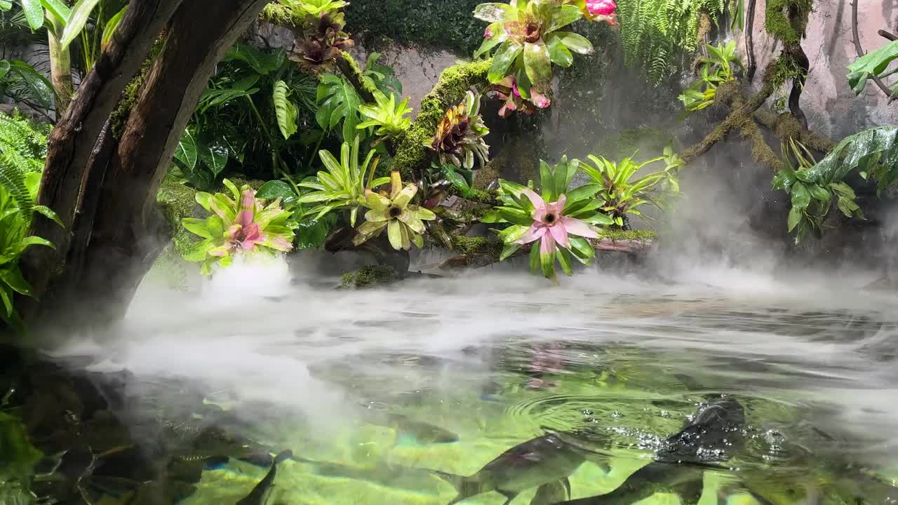 水边云雾缭绕，水草茂盛。水里的鱼自由地游来游去。视频素材