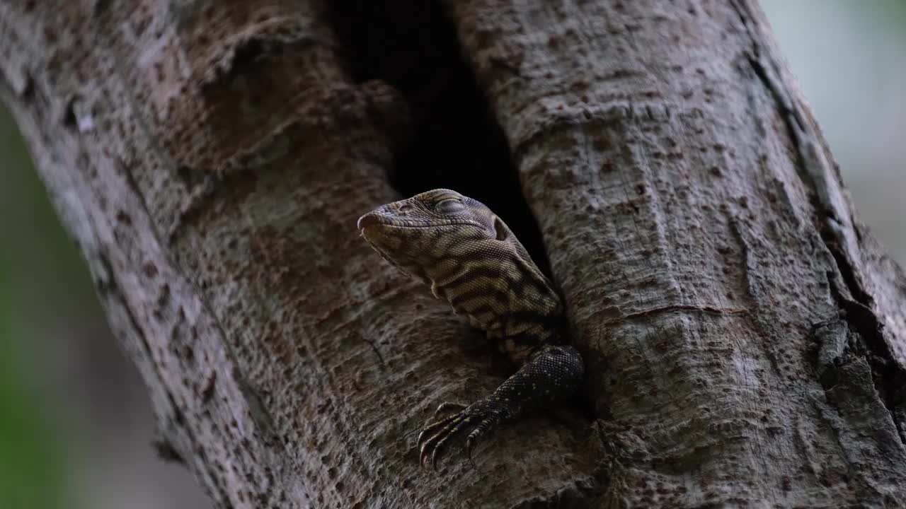 泰国云虎(Varanus nebulosus Thailand)环顾四周，从洞穴下看，皮肤上有可爱的斑纹。视频素材