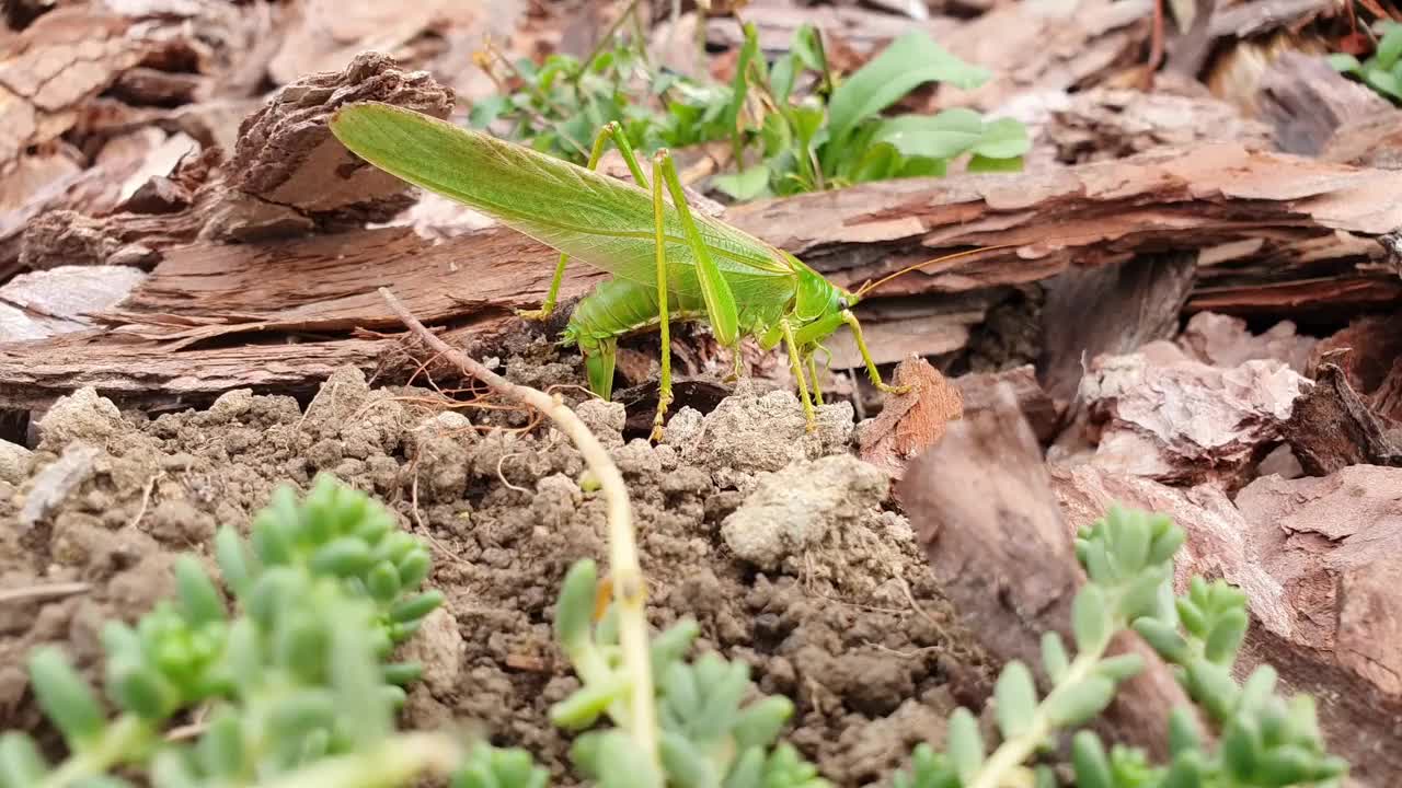 蚱蜢Tettigonia viridissima又名大绿灌木蟋蟀，通过产卵者向土壤产卵。视频下载