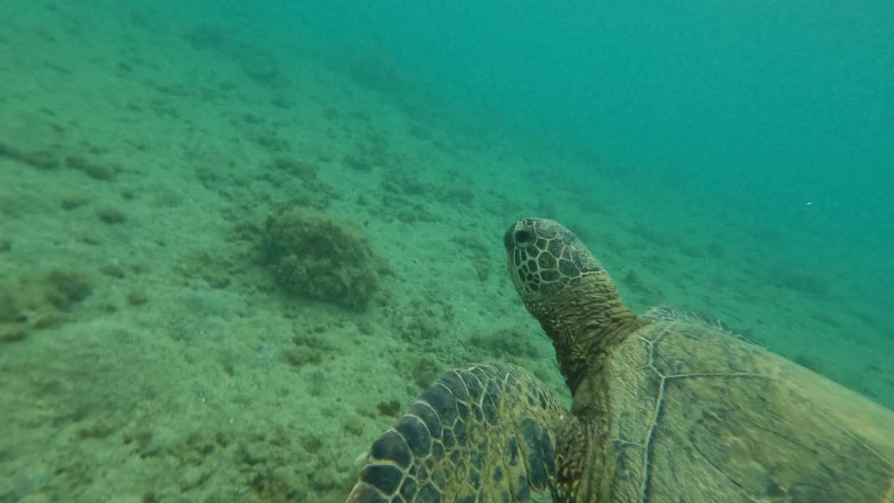 海龟在海底缓慢地滑行视频素材