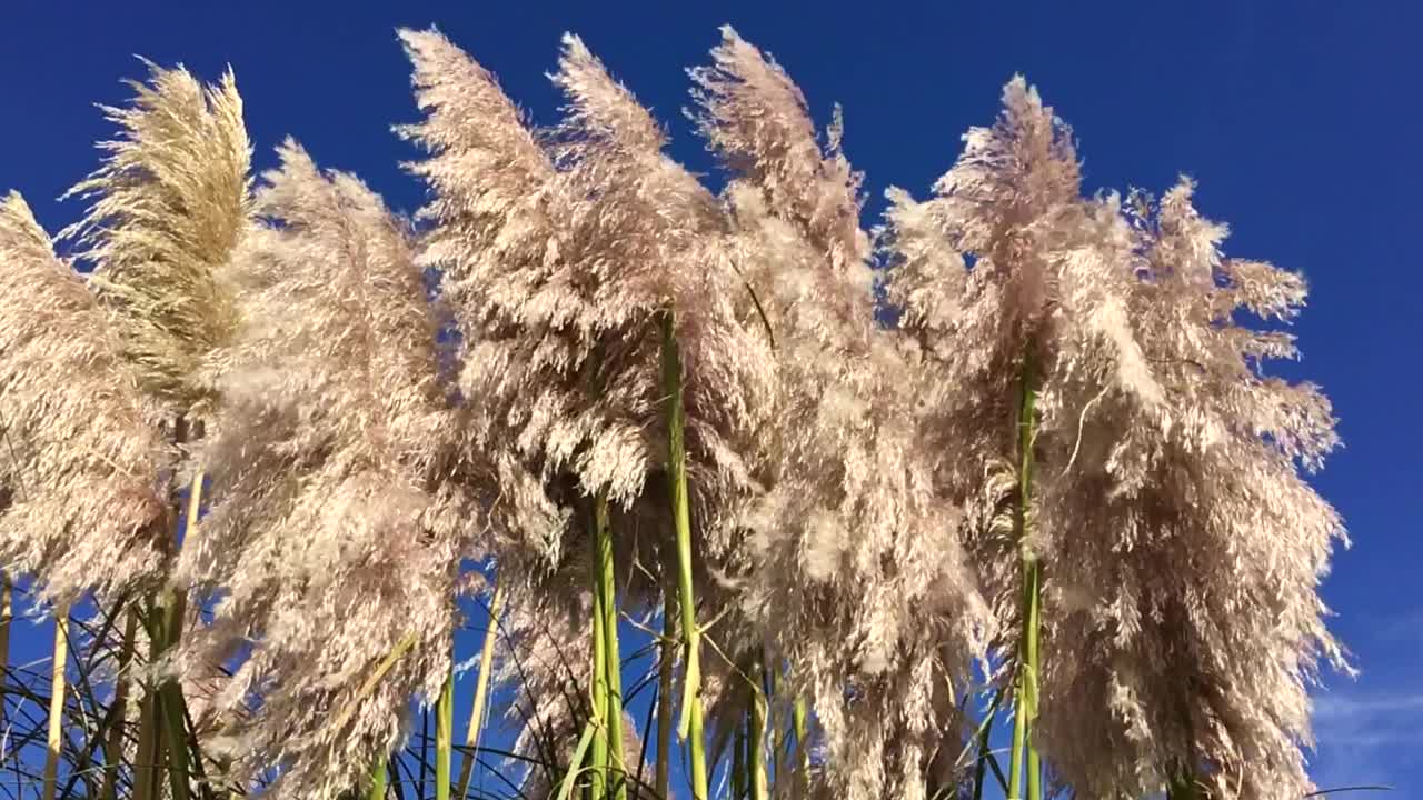 潘帕斯草原上的草头在风中缓慢飘扬视频素材