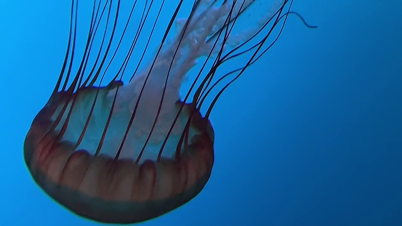 水族馆水母:在彩色灯光下发光视频素材