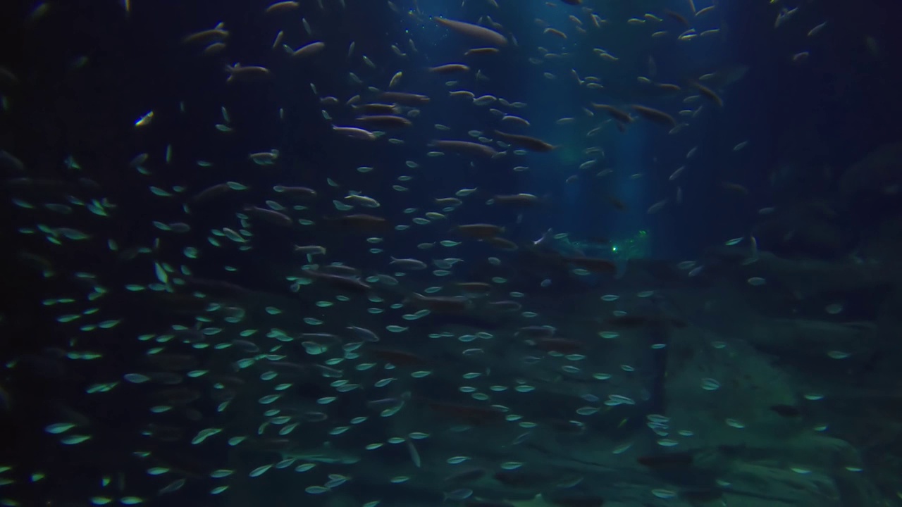 法国巴黎水族馆，巨大水族箱里的鱼。视频素材