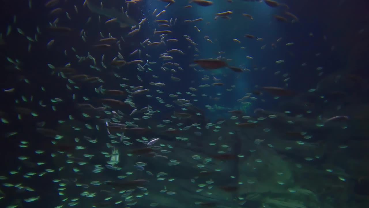 法国巴黎水族馆，巨大水族箱中的鱼和斑马鲨。视频素材