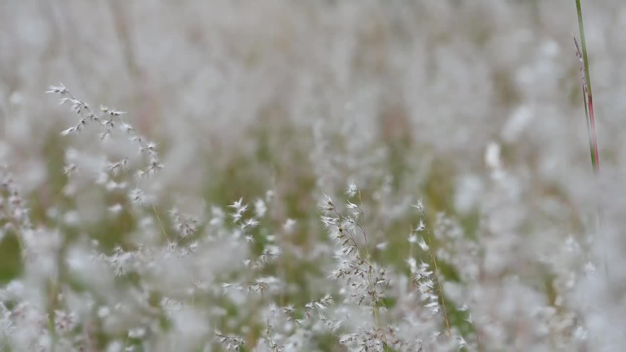 轻柔的微风穿过白色的花朵，在自然视频中创造出电影般的散景效果视频素材