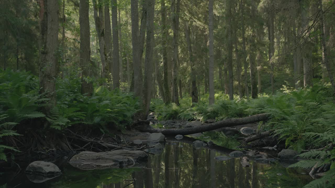 河水轻轻流过一片郁郁葱葱的神奇绿色森林，野生蕨类植物在微风中摇曳。纯粹的荒野和户外的概念。视频素材