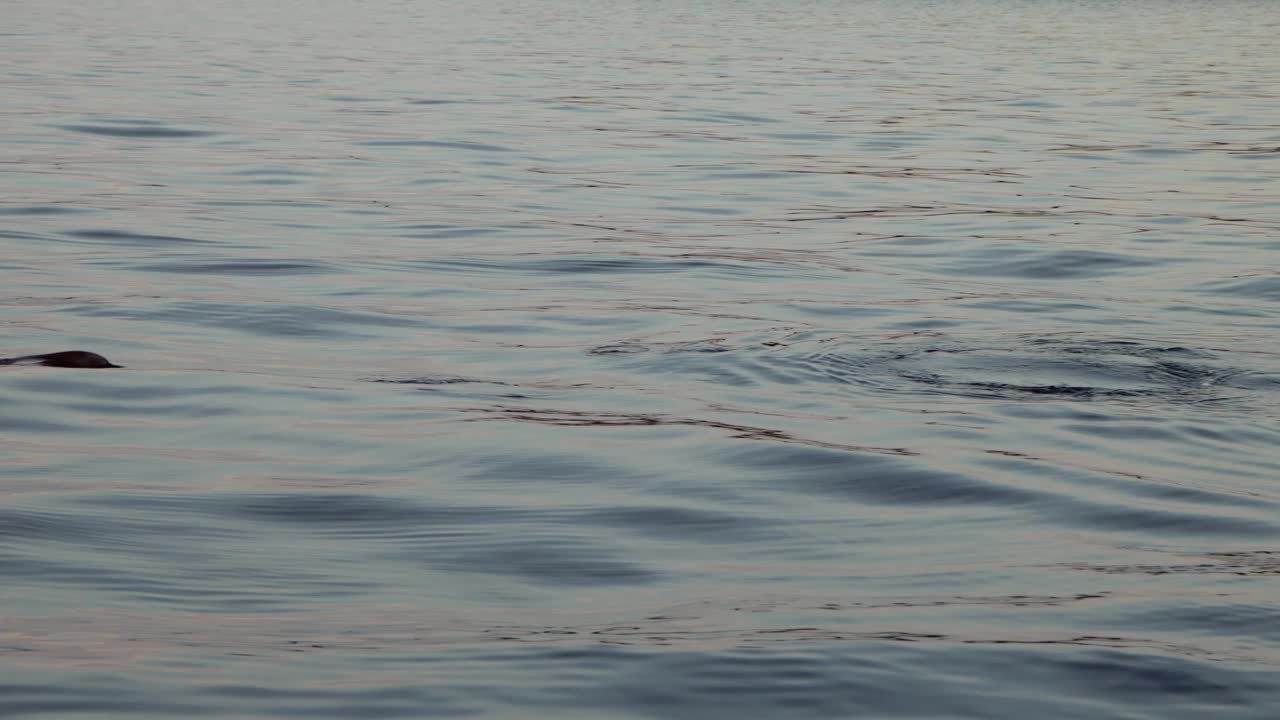 蓝色的海水溅起，一只海豚浮出水面。缓慢的运动。视频素材