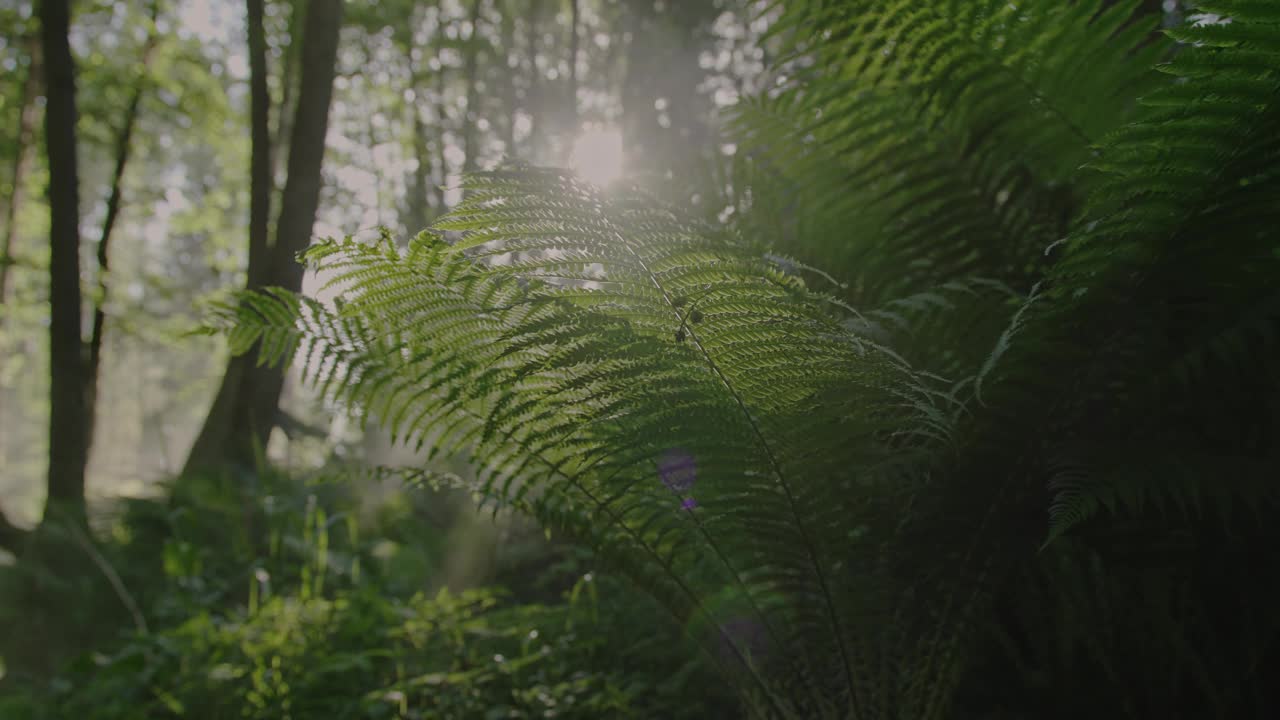 魔法森林:阳光透过绿色的蕨类植物树枝，在雾气笼罩的森林地面上闪烁。特写低角度慢动作镜头。绿色地球和清洁环境的理念。视频素材