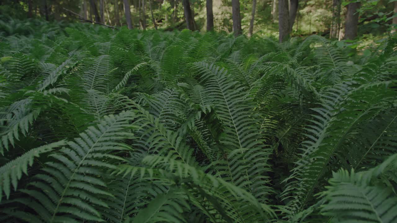 郁郁葱葱的绿色蕨类植物生长在森林的地面上。绿色地球和清洁环境的理念。视频素材