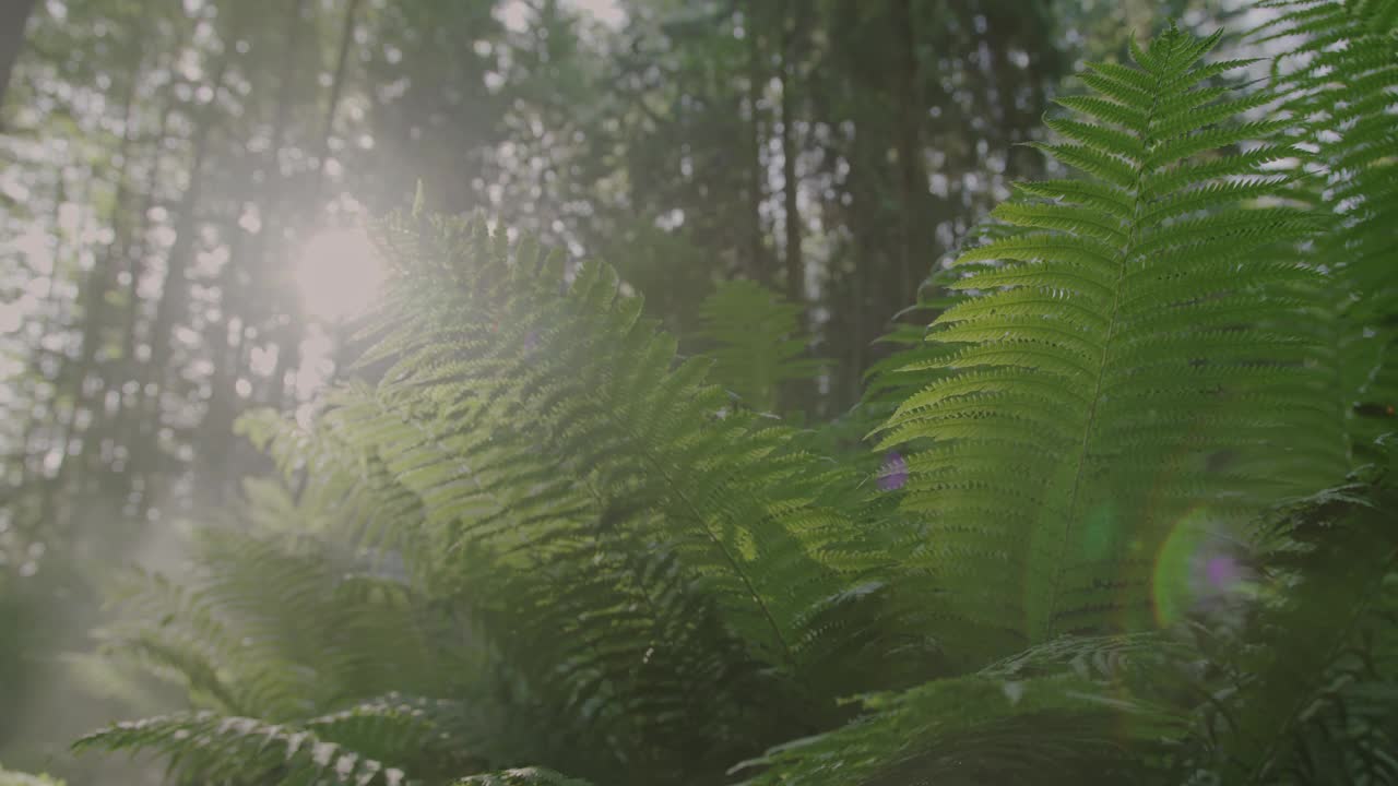 神奇的森林:一棵雄伟的绿色蕨类植物耸立在镜头前，太阳在它的树枝间闪烁着慢动作。视频素材