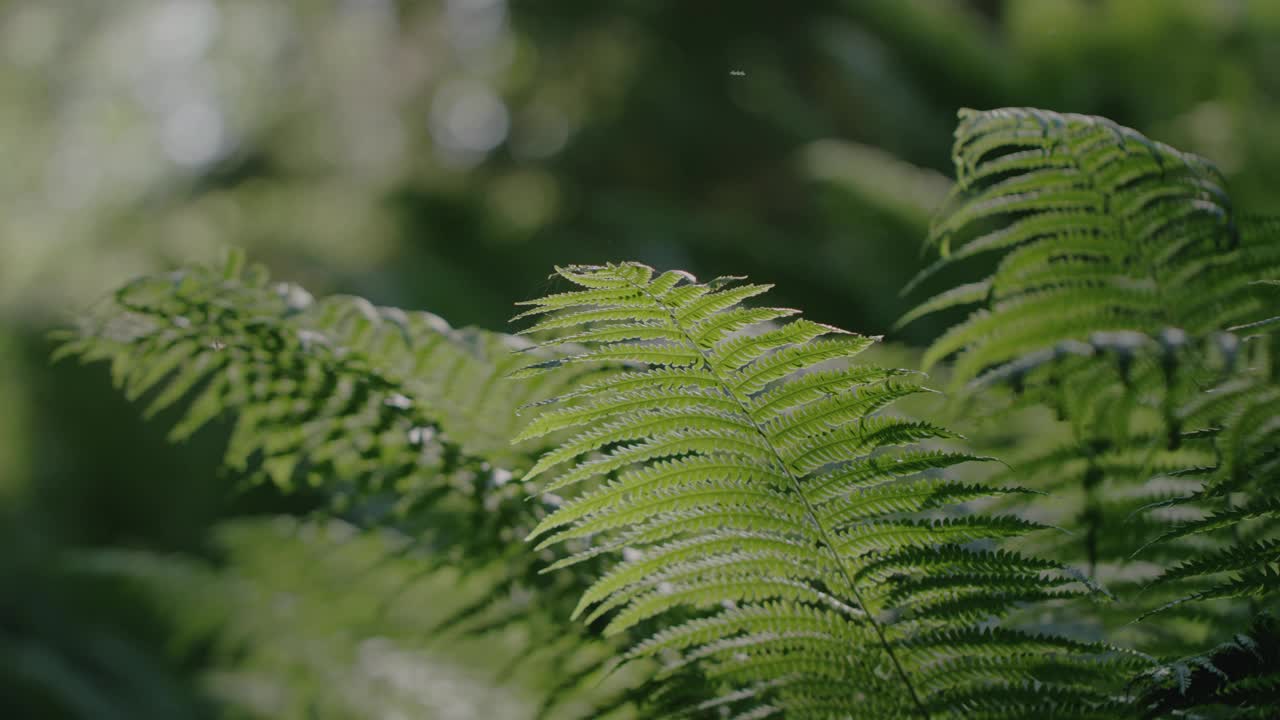 神奇的绿色森林:生机勃勃的绿色蕨类树枝在微风中摇曳，蚊子在周围飞舞。绿色地球和清洁环境的理念。视频素材