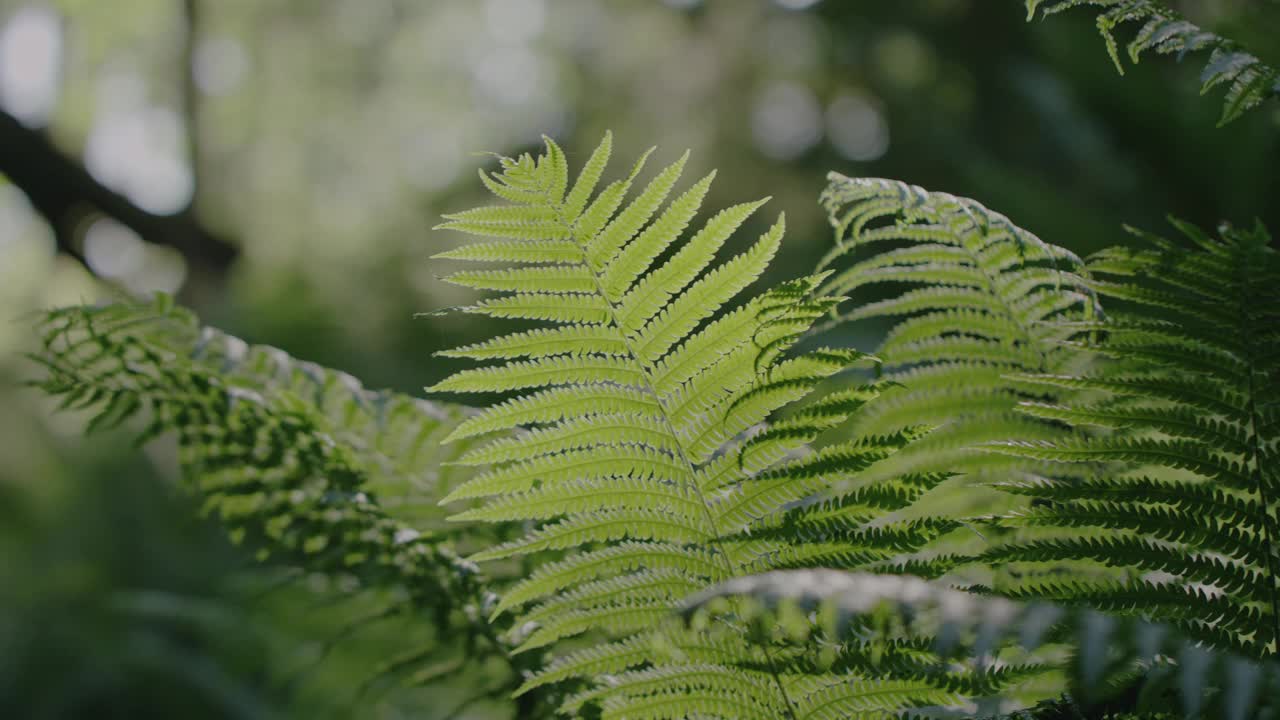 生机勃勃的绿色森林:蕨类植物的枝条在风中轻轻摇曳，昆虫在周围飞来飞去。绿色地球和清洁环境的理念。视频素材