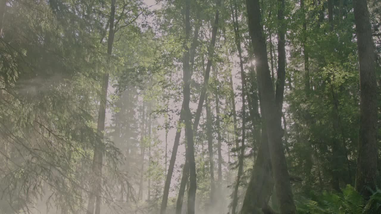 迷人的迷雾覆盖森林:神秘的浓雾优雅地覆盖着茂密的森林地面。一条宁静的河流流淌，而生机勃勃的绿色蕨类植物在高耸的古树下茁壮成长。视频素材