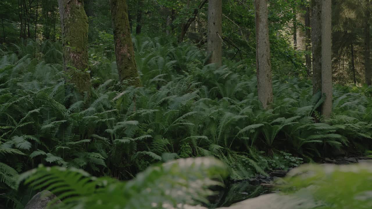 生机勃勃的绿色蕨类植物覆盖着茂密的森林地面。纯粹的北欧自然和荒野。视频素材