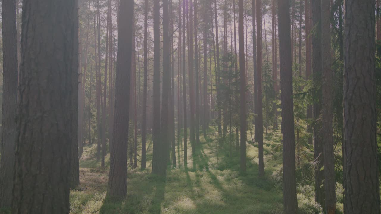 朦胧的松林被柔和的早晨阳光照亮，在大自然中创造了一个宁静的场景。小昆虫在空中飞舞，增添了神奇的气氛。视频素材