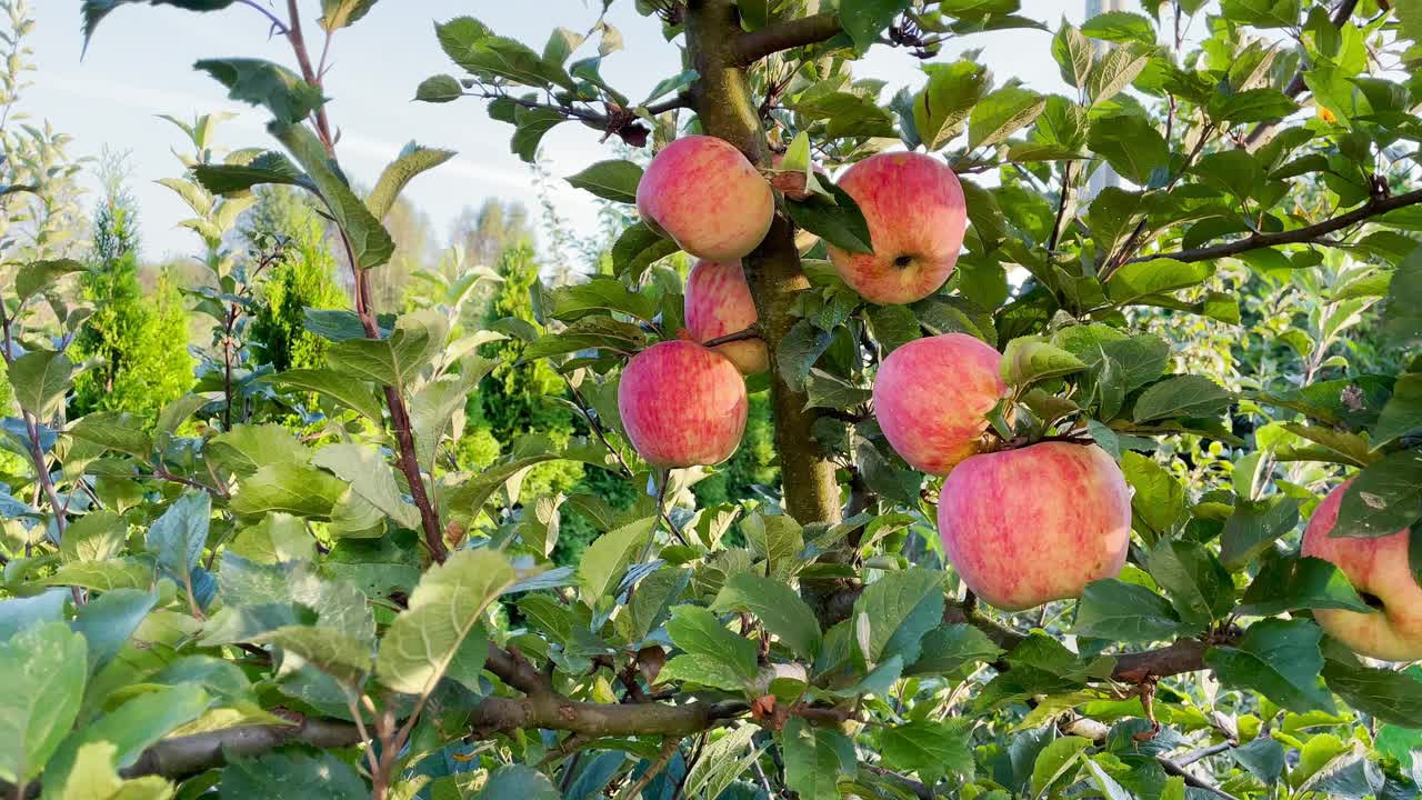 苹果树和手视频下载