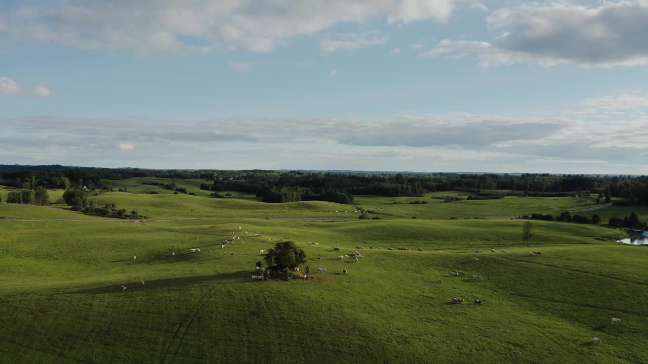 奶牛在翠绿的乡村风景。天线。视频素材