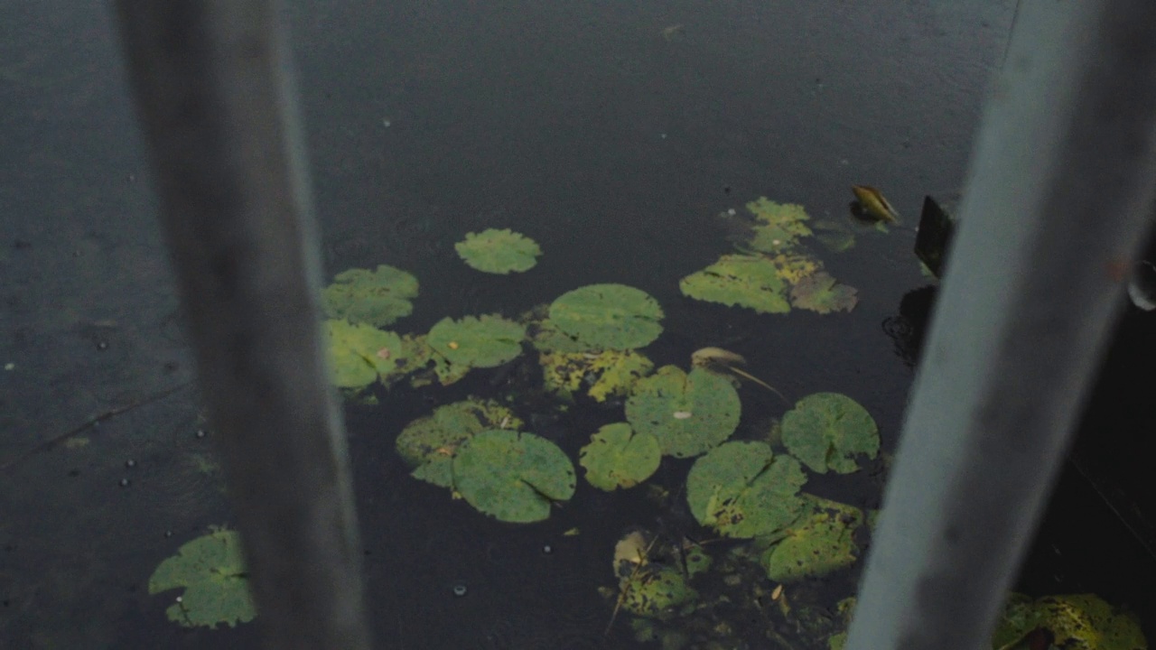 荷花雨视频素材