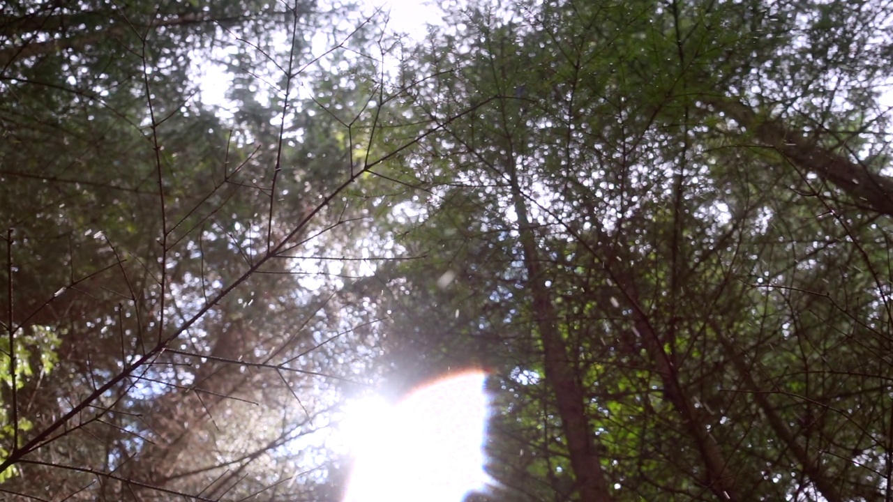 在黑暗的森林里，云杉的树枝在雨中紧贴在一起。视频下载